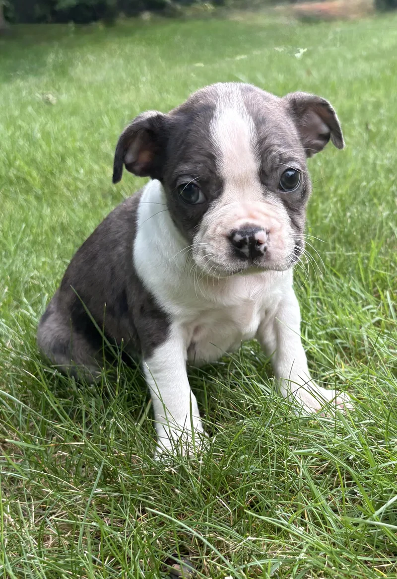 Cooper thumbnail 2