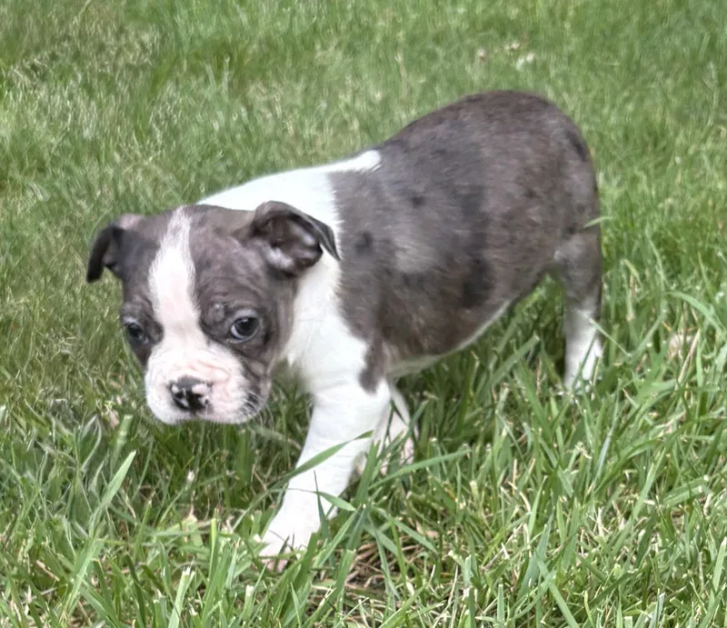 Cooper thumbnail 3