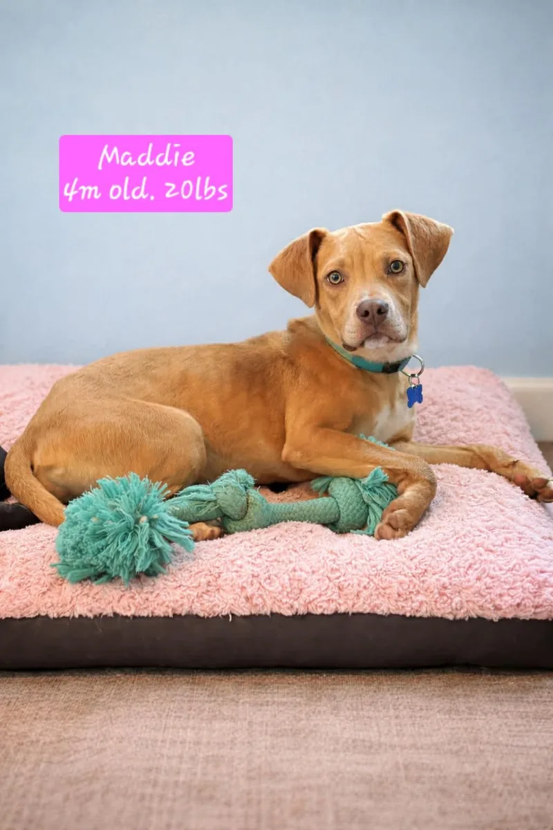 A baby medium-sized female Yellow / Tan / Blond / Fawn Mixed Breed dog named Maddie for adoption in Blue Bell, PA