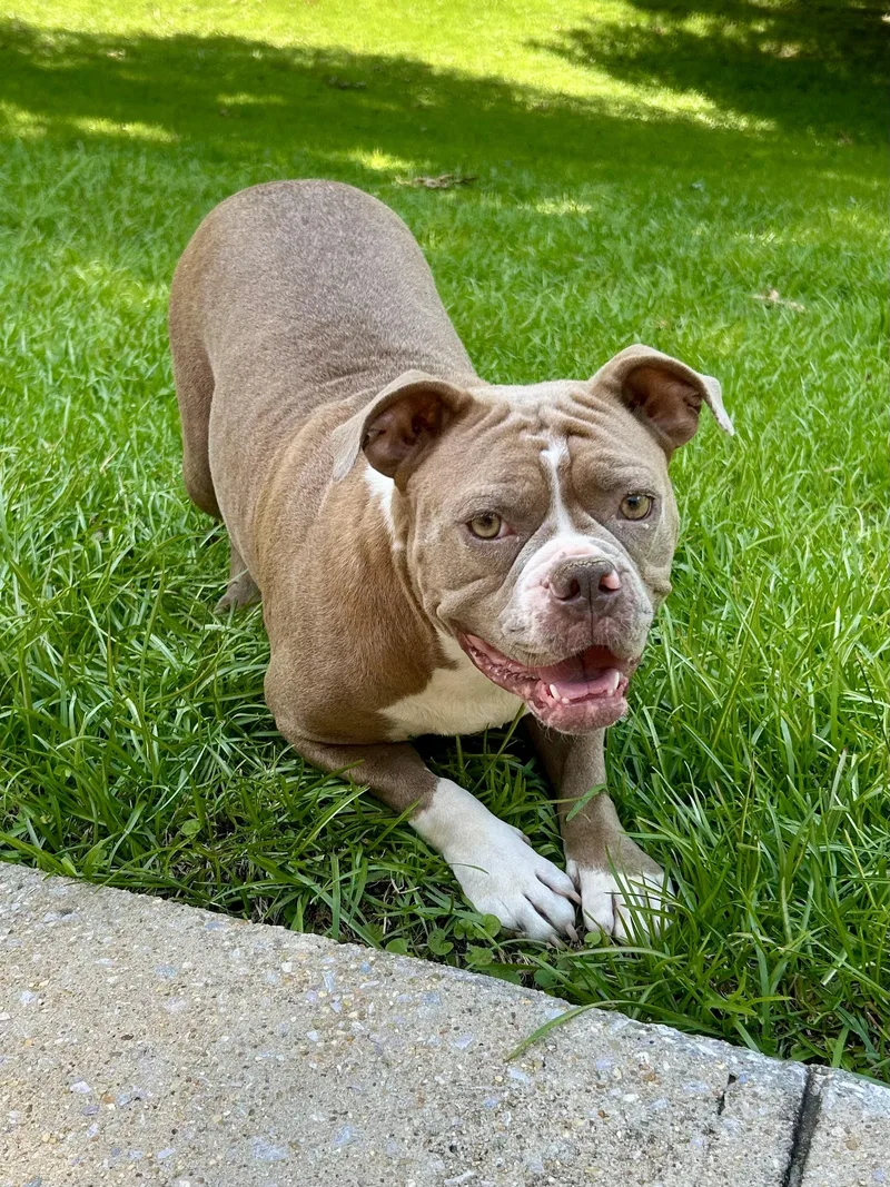 An adult medium-sized female Bulldog dog named Lily for adoption in Fosters, AL