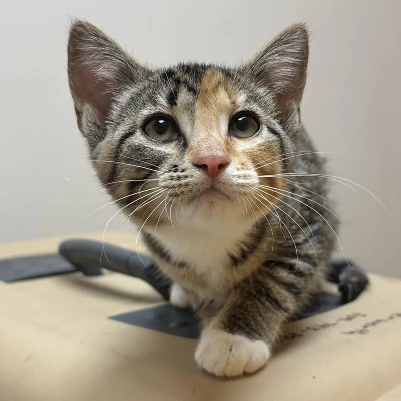 A baby medium-sized female Domestic Short Hair cat named Sala for adoption in Sonora, CA