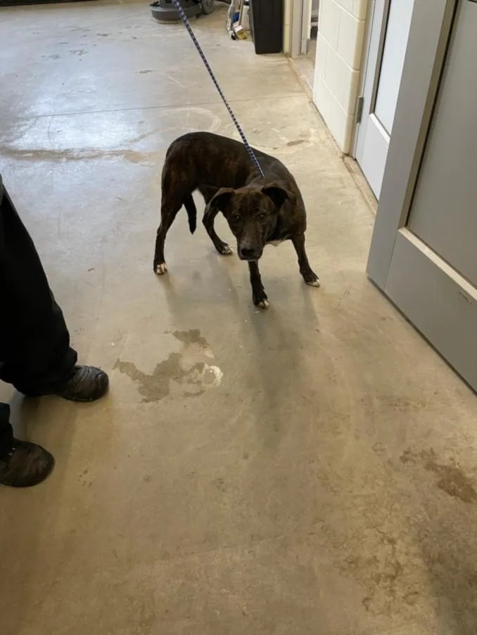 A young medium-sized female German Shepherd Dog dog named Rhinestone for adoption in Toledo, OH