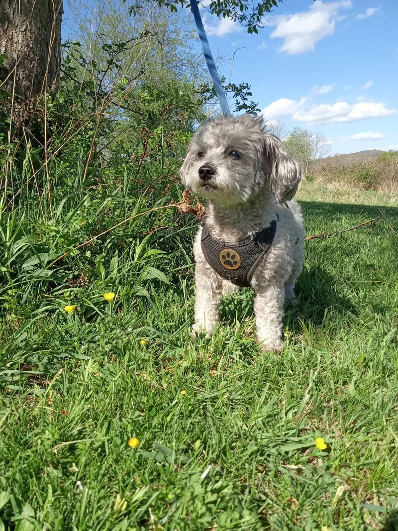 A senior small-sized male Gray / Blue / Silver Maltipoo dog named Shadow for adoption in Stuarts Draft, VA