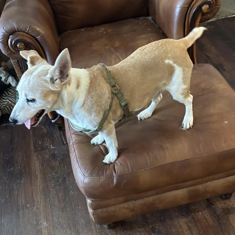 A senior small-sized male Yellow / Tan / Blond / Fawn Jack Russell Terrier dog named Jackson for adoption in North Myrtle Beach, SC