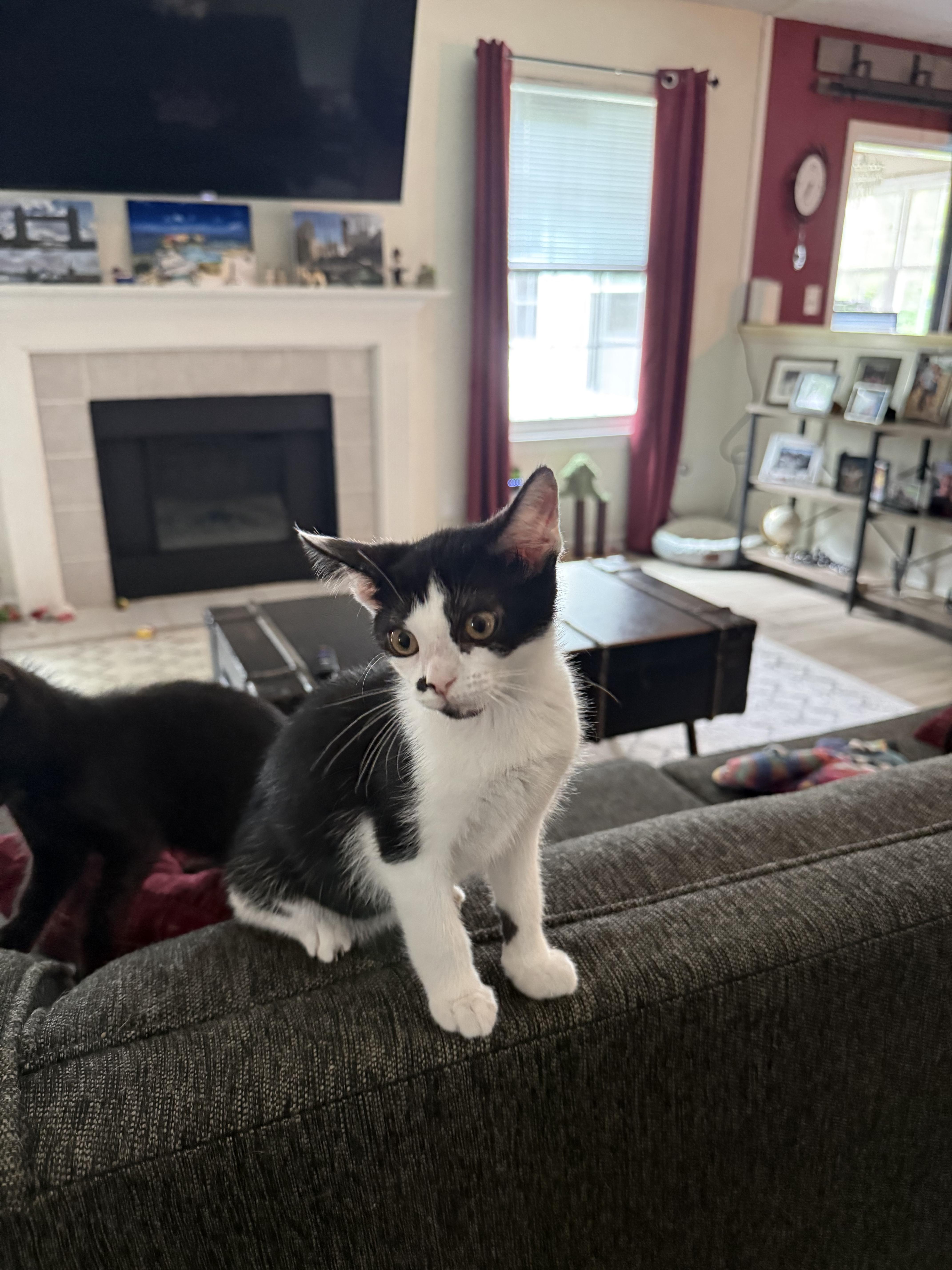 A baby small-sized female Black & White / Tuxedo Domestic Short Hair cat named Betty for adoption in Indianapolis, IN