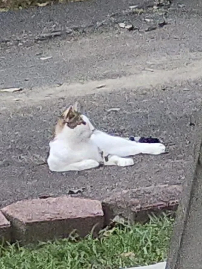 An adult medium-sized male White Domestic Short Hair cat named Happy for adoption in Mobile, AL