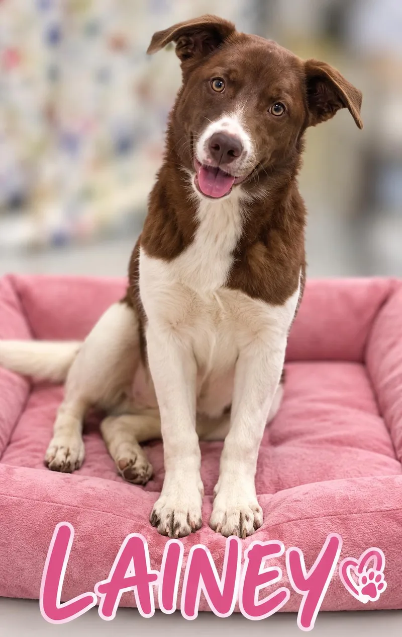 A young medium-sized female Red / Chestnut / Orange Labrador Retriever dog named Lainey for adoption in Momence, IL