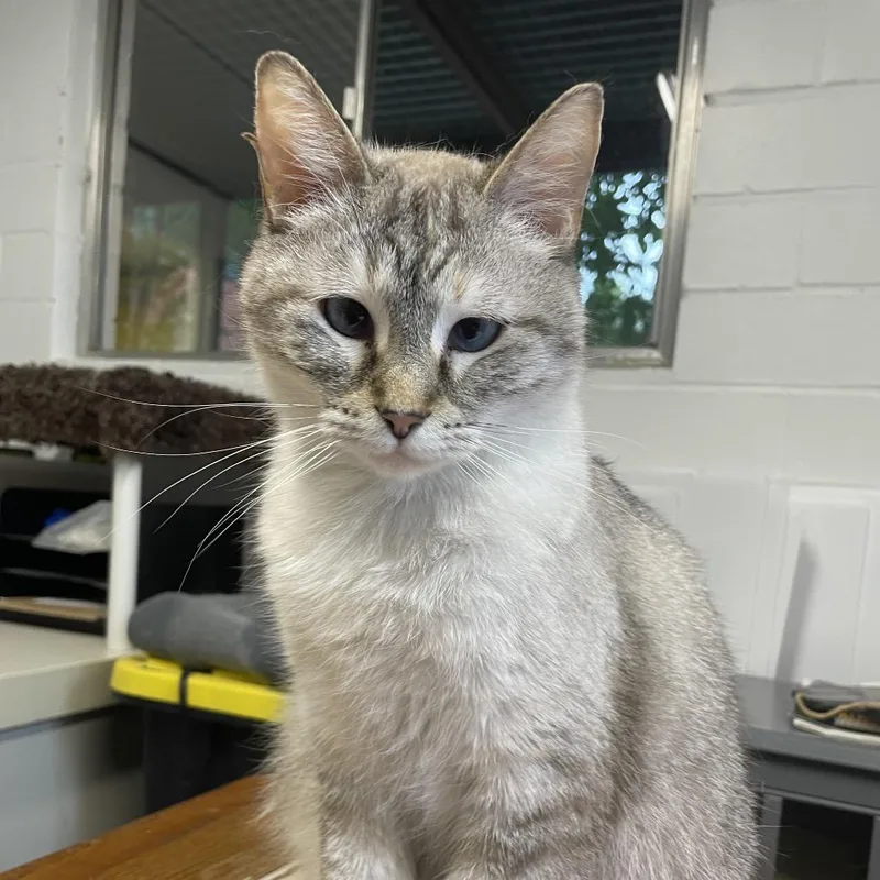 Fifi