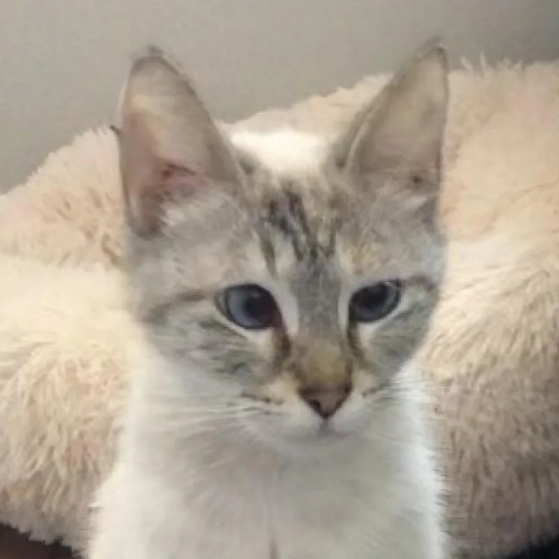Fifi thumbnail 2