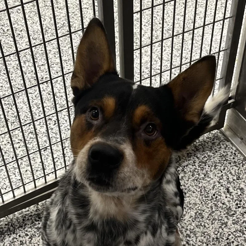 An adult medium-sized male Cattle Dog dog named Chandler for adoption in Madisonville, TN