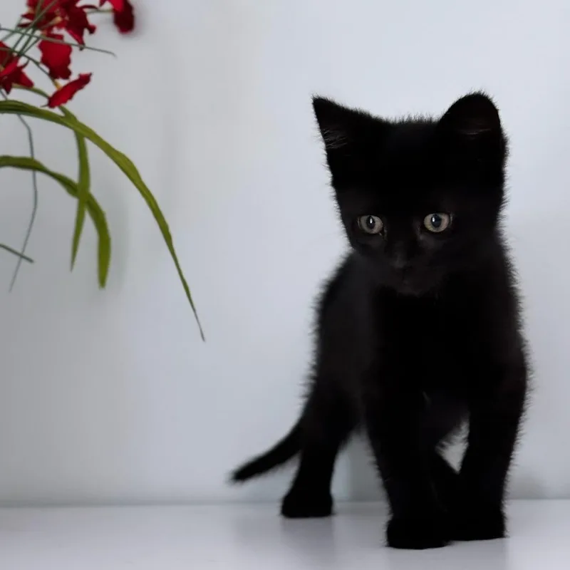 A young small-sized female Domestic Short Hair cat named Katness for adoption in Syosset, NY