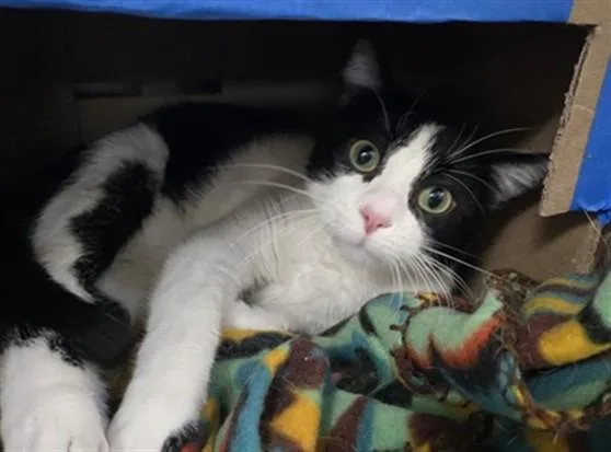 An adult small-sized female Domestic Short Hair cat named Hashbrown for adoption in Killeen, TX