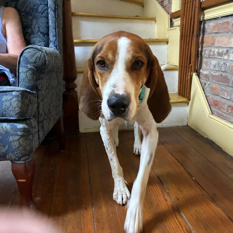 An adult large-sized male Treeing Walker Coonhound dog named Clutch for adoption in Frederick, MD