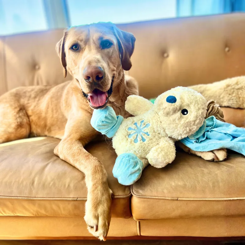A young large-sized male Yellow / Tan / Blond / Fawn Labrador Retriever dog named Sherpa for adoption in New York, NY