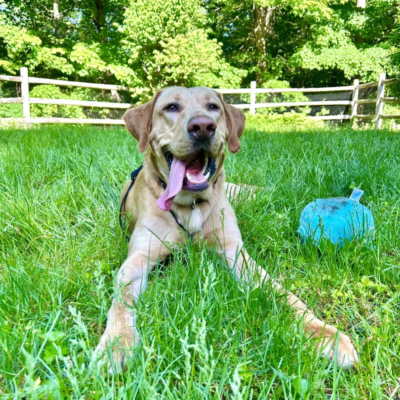 Sherpa thumbnail 2