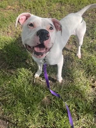 An adult large-sized female White / Cream Pit Bull Terrier dog named Miss Piggy for adoption in Kansas City, MO