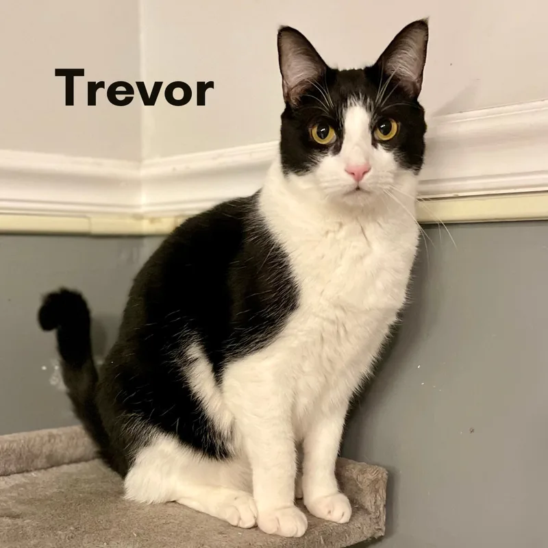 Trevor