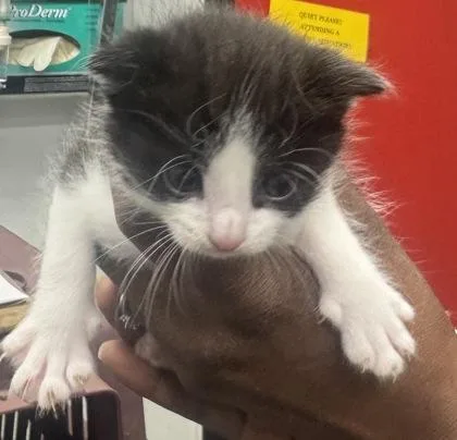 A baby small-sized male Domestic Short Hair cat named Malcolm for adoption in West Chester, PA