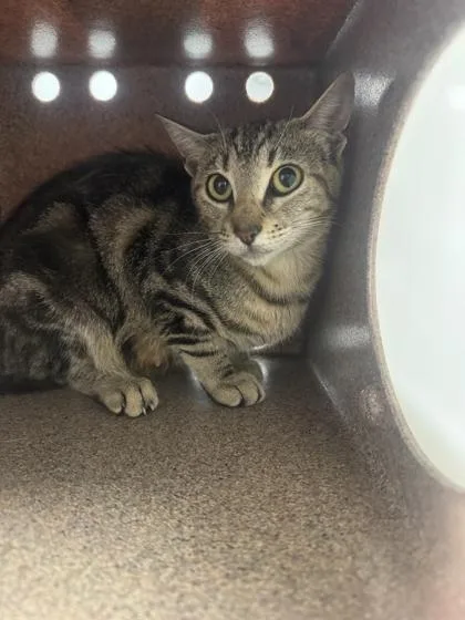 An adult small-sized female Domestic Short Hair cat named Vickie for adoption in Sevierville, TN