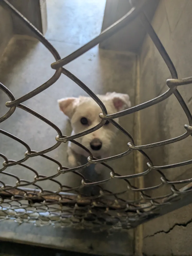 A young small-sized male Shih Tzu dog named Chance for adoption in Hermiston, OR