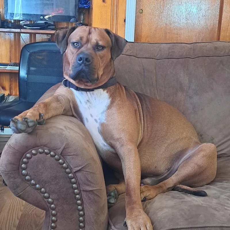 An adult extra large-sized male Brown / Chocolate Mixed Breed dog named Brown Suga for adoption in Chattanooga, TN