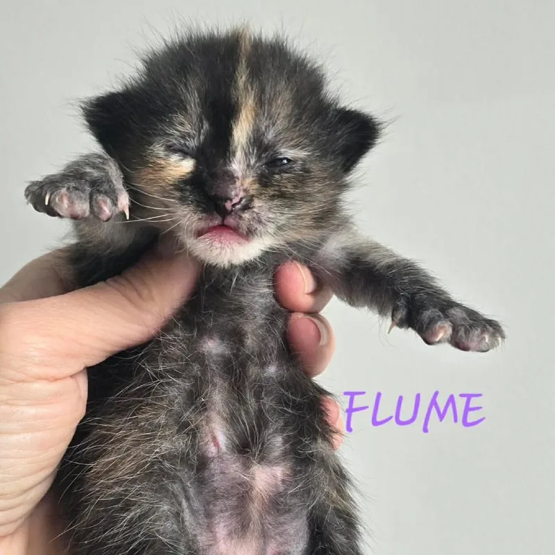 Flume