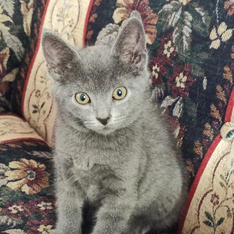 A baby small-sized female Gray / Blue / Silver Domestic Short Hair cat named Suma for adoption in Muncie, IN
