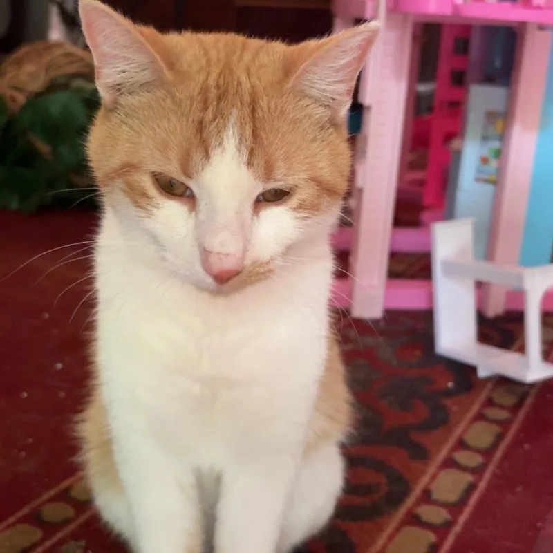 A young medium-sized male Orange / Red Domestic Short Hair cat named Tigger for adoption in Tulsa, OK