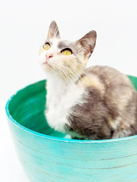 A young medium-sized female Dilute Calico American Bobtail cat named Scrabble Is So Darn for adoption in Bedford Hills, NY