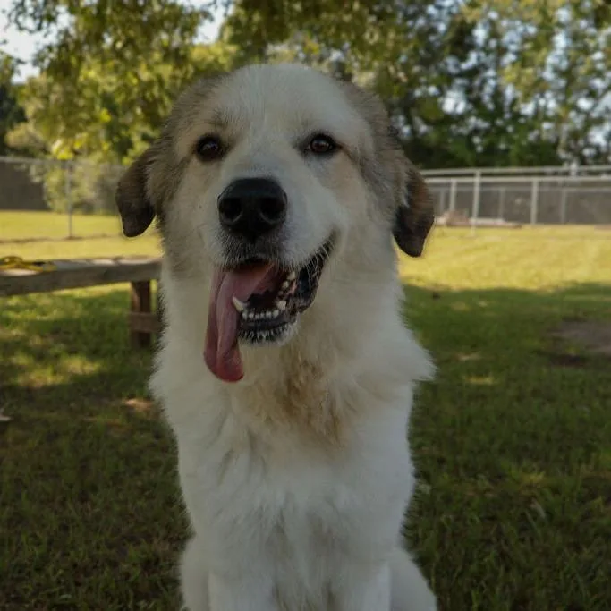 An adult large-sized female White / Cream Great Pyrenees dog named Flavia for adoption in Carencro, LA