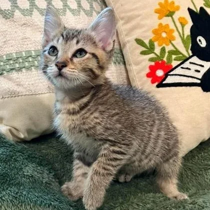 A baby medium-sized male Tabby (Brown / Chocolate) Domestic Short Hair cat named Dr. Cox for adoption in Warr Acres, OK