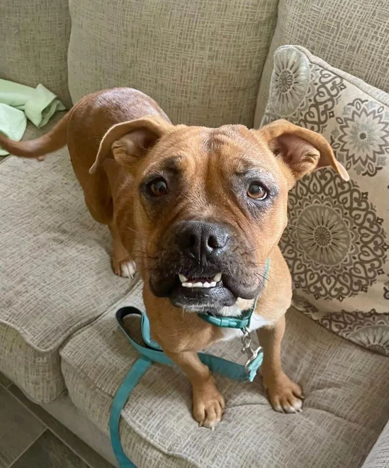 An adult medium-sized female Boxer dog named Daphnie for adoption in Nashville, GA