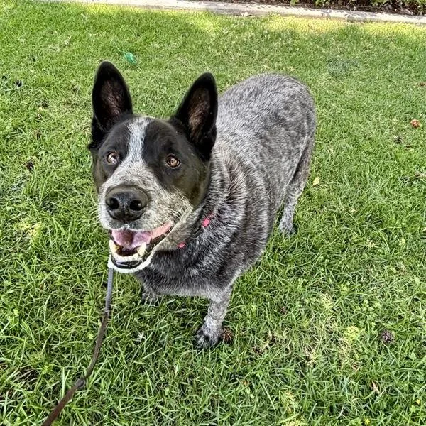 A senior large-sized male Australian Cattle Dog / Blue Heeler dog named Mick for adoption in Oceanside, CA