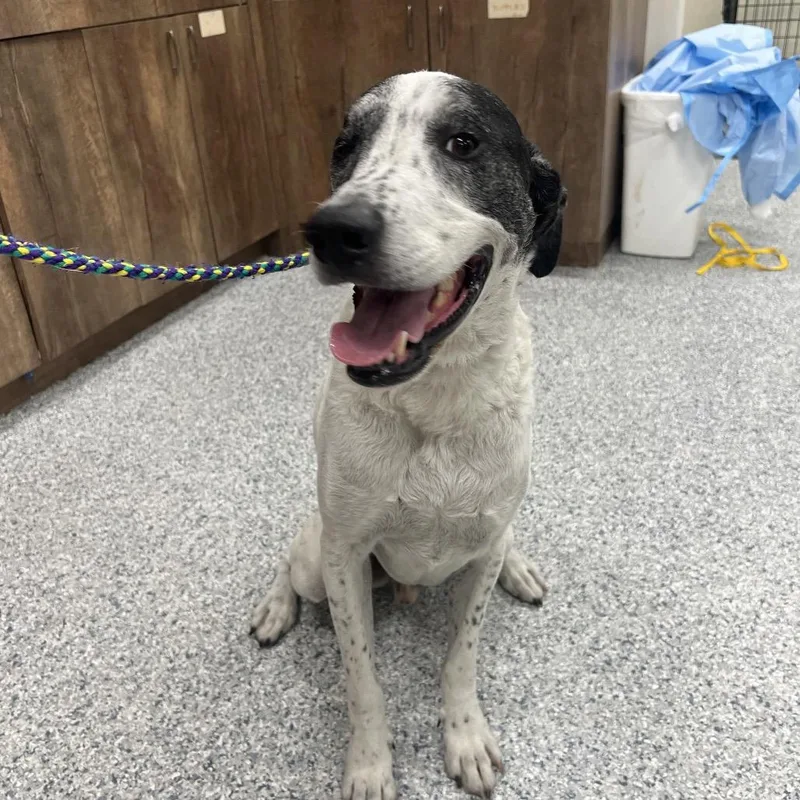 An adult medium-sized male White / Cream Labrador Retriever dog named Cupid for adoption in LOXAHATCHEE, FL
