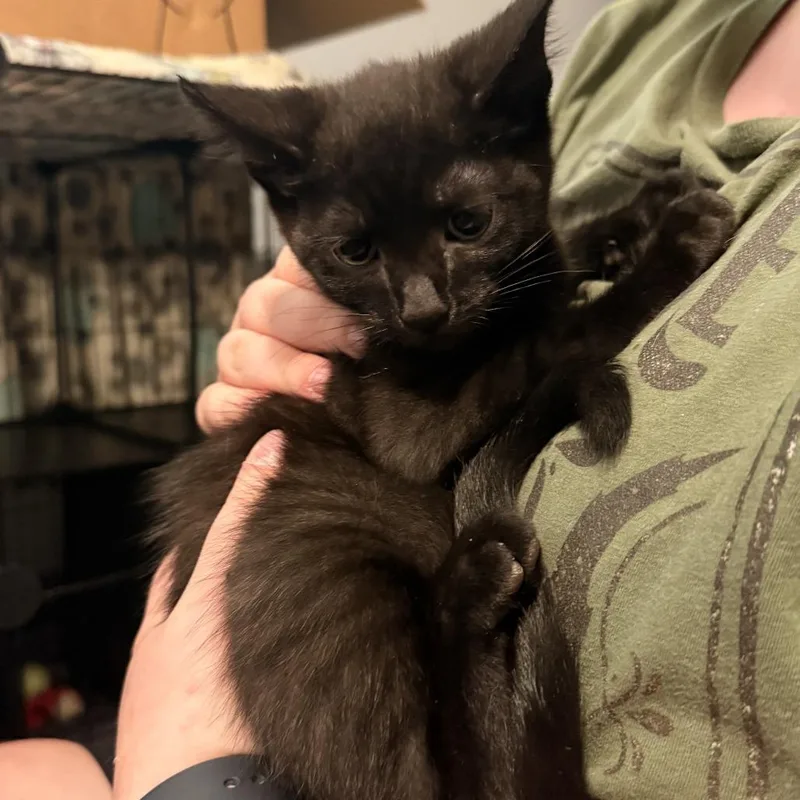 A baby small-sized male Black Domestic Short Hair cat named Gomez Addams for adoption in Delaware, OH