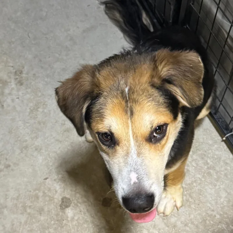 A young medium-sized male Black Collie dog named Arber for adoption in Birmingham, AL