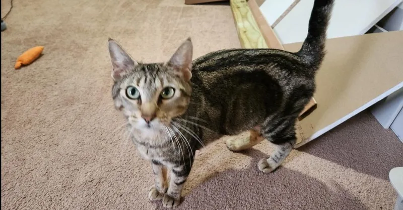 Betty Crocker thumbnail 2