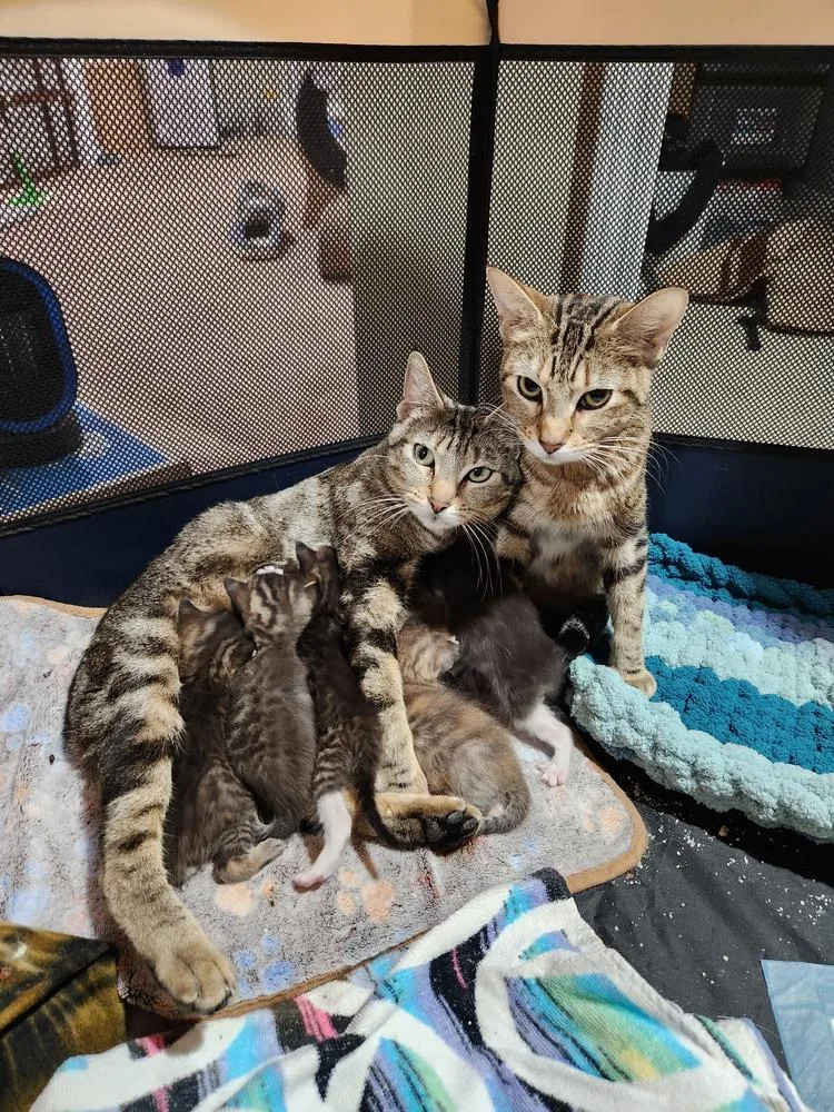 Betty Crocker thumbnail 3