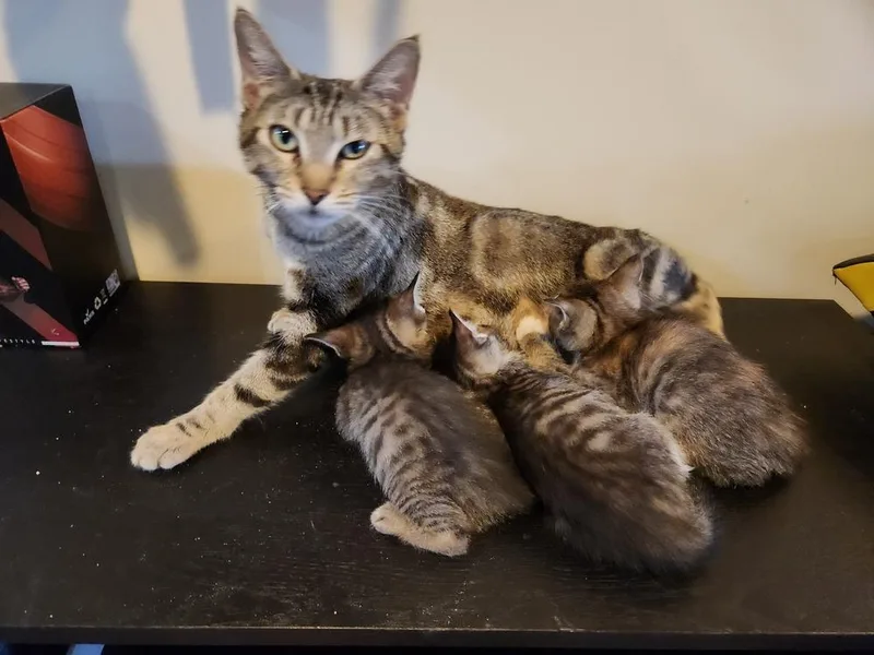 Betty Crocker thumbnail 4