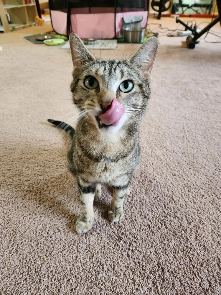 Betty Crocker thumbnail 5