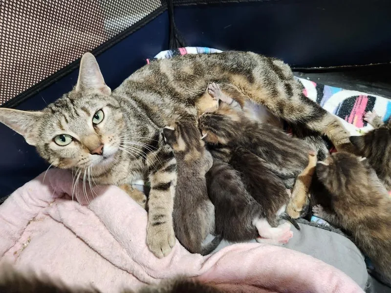 Betty Crocker thumbnail 6