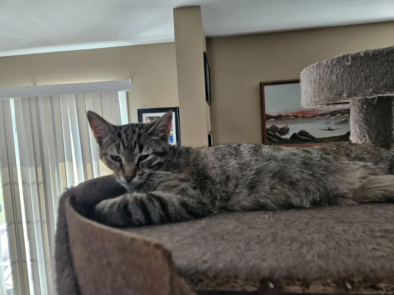 A young medium-sized female Tabby (Gray / Blue / Silver) Domestic Short Hair cat named Bitys for adoption