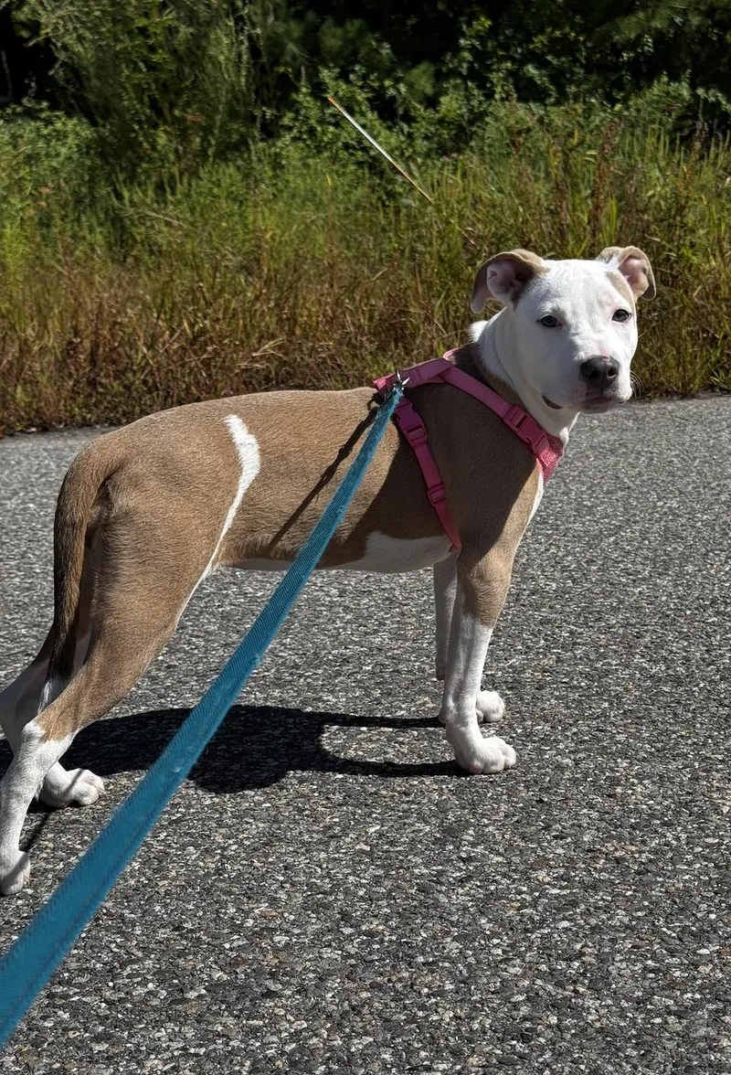 A baby medium-sized female American Staffordshire Terrier dog named Madam Mim for adoption in Portland, ME