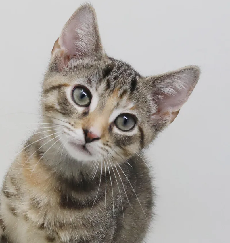 Hazely the teeny tiny thumbnail 3