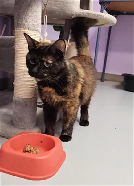 A young medium-sized female Domestic Short Hair cat named Moray for adoption in Fort Walton Beach, FL