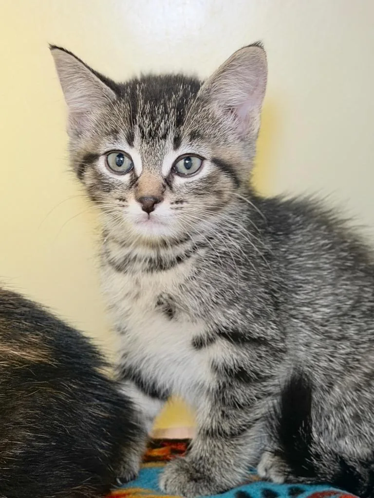A baby medium-sized female Domestic Short Hair cat named Plumette for adoption in Menomonie, WI