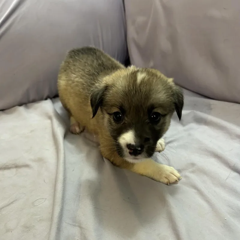 A baby medium-sized female Shepherd dog named Mochi for adoption in Duck River, TN