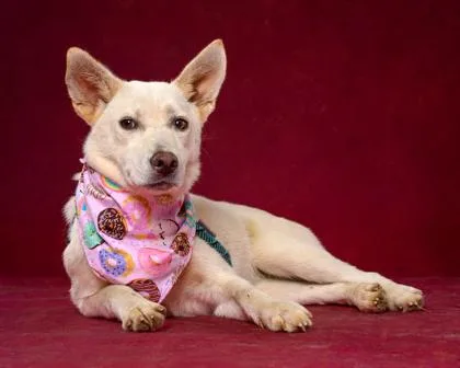 A young small-sized female Mixed Breed dog named Lucy for adoption in Atlanta, GA