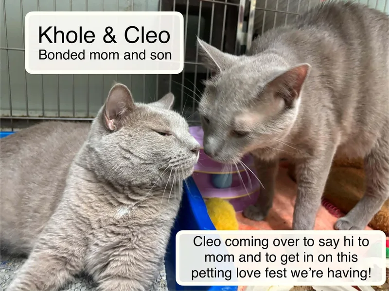 Cleo bonded with Kholeat thumbnail 2