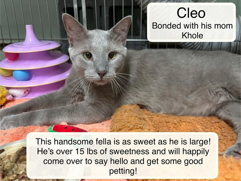 Cleo bonded with Kholeat thumbnail 3